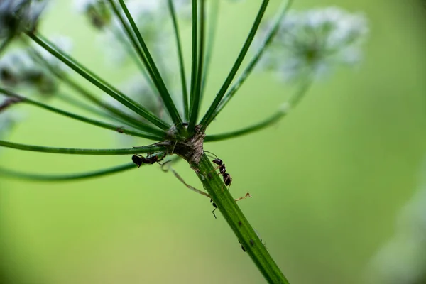 Insekten Auf Grünem Laub Bei Sonnenaufgang Sommer — Stockfoto