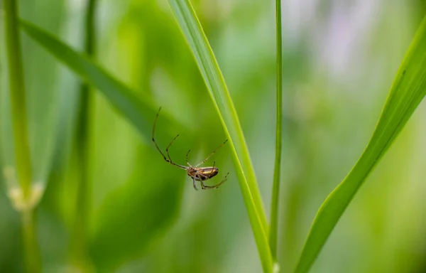 Yazın Gündoğumunda Yeşil Yapraklı Böcekler — Stok fotoğraf