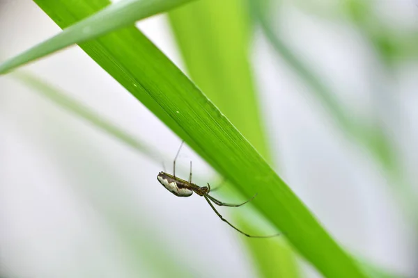 夏の日の出に緑の葉に昆虫が — ストック写真