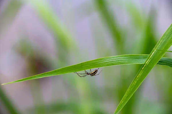 insects on green foliage at sunrise in summer