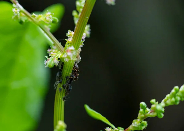 Insecten Groen Gebladerte Bij Zonsopgang Zomer — Stockfoto