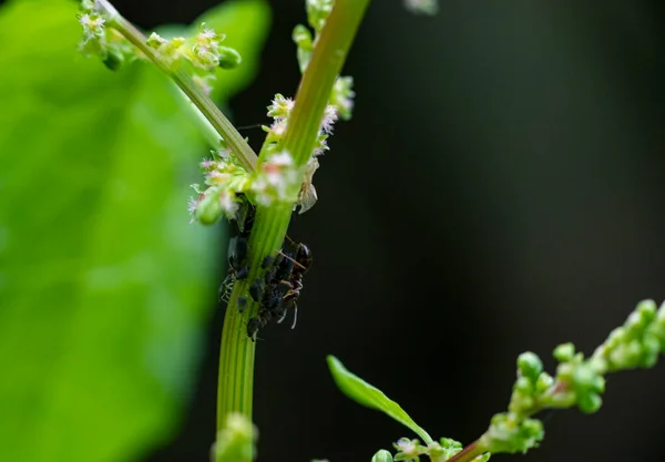 Insecten Groen Gebladerte Bij Zonsopgang Zomer — Stockfoto