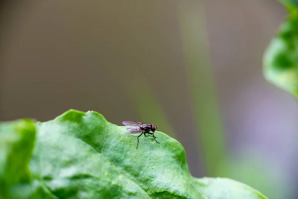 夏の日の出に緑の葉に昆虫が — ストック写真