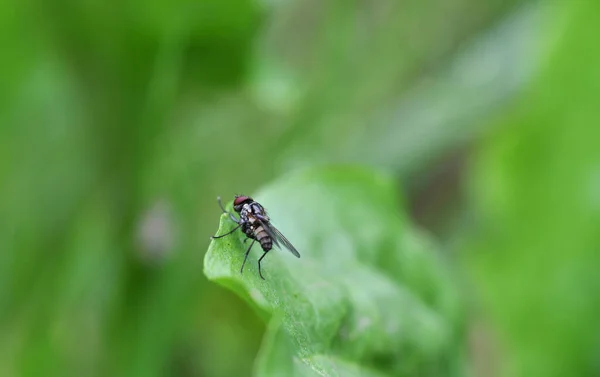 insects on green foliage at sunrise in summer