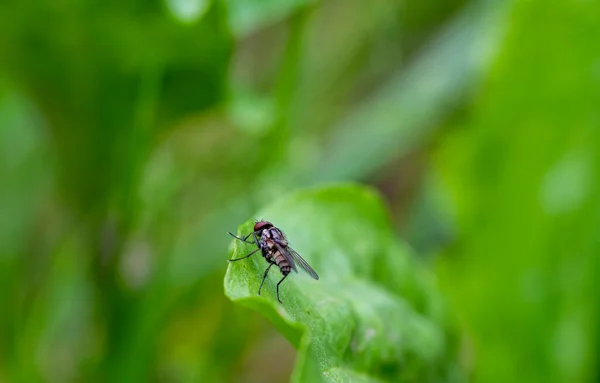 Insects Green Foliage Sunrise Summer — Stock Photo, Image