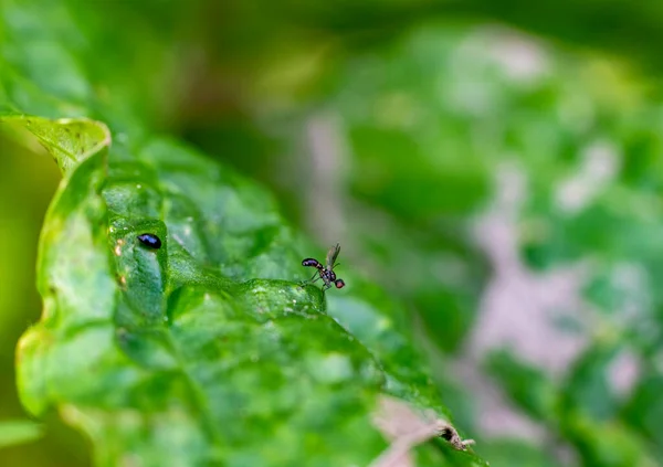 insects on green foliage at sunrise in summer