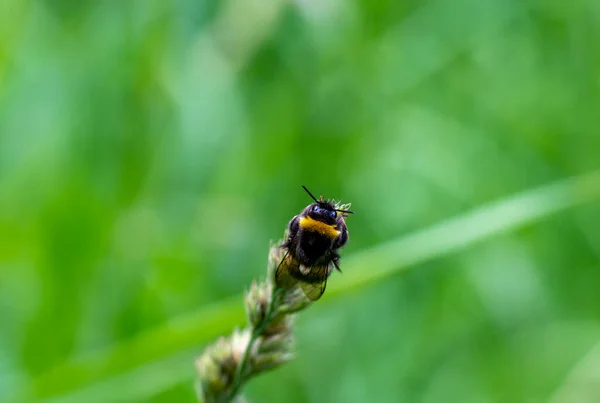 Insekter Grönt Lövverk Vid Soluppgången Sommaren — Stockfoto