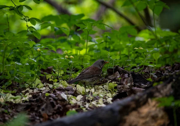 Лесная Пестрая Птица Естественных Условиях Лесу — стоковое фото