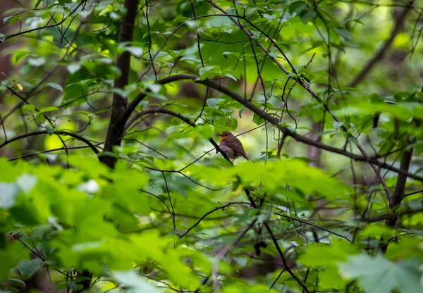 Forêt Oiseau Bigarré Dans Des Conditions Naturelles Dans Forêt — Photo