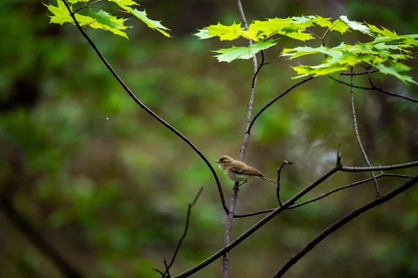 Wald Kunterbunte Vogel Natürlichen Bedingungen Wald — Stockfoto