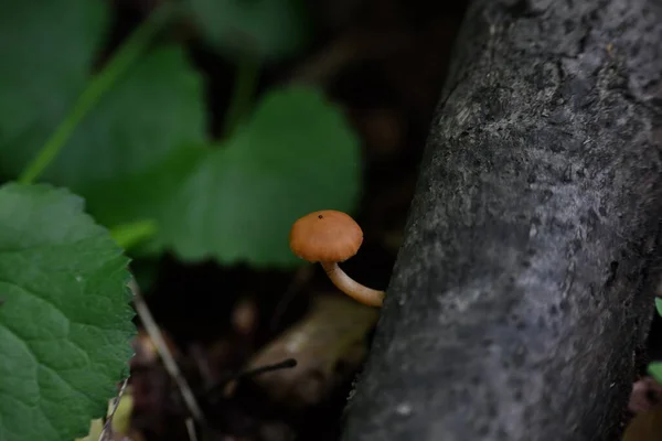 Champignons Bruns Sur Tronc Arbre Dans Des Conditions Naturelles — Photo