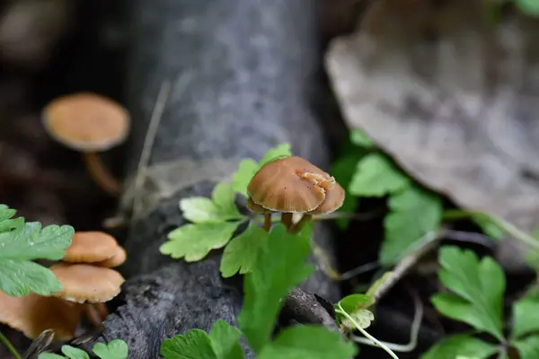 Cogumelos Marrons Tronco Árvore Condições Naturais — Fotografia de Stock