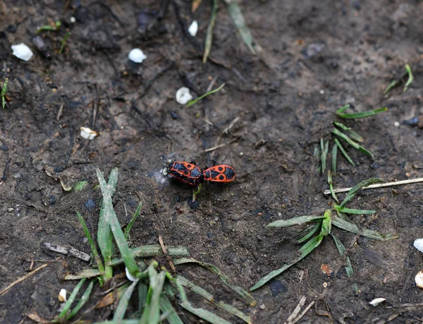 Red Black Beetles Soldiers Ground — Stock Photo, Image