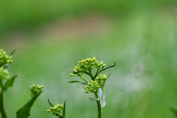 Grüne Pflanzen Und Blätter Vivo — Stockfoto