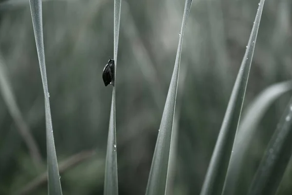 dark snail at sunrise among the morning dew