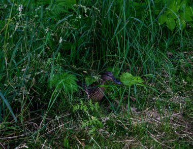 Ördek yavrularını ottan nehre götürür.