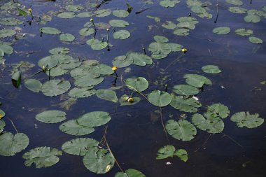 Yürüyüş yolu boyunca nehirde zambaklar.