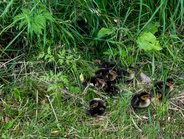 Ördek Yavrularını Ottan Nehre Götürür — Stok fotoğraf