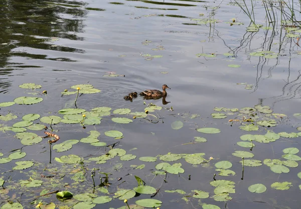 Patos Com Pequenos Patinhos Rio — Fotografia de Stock