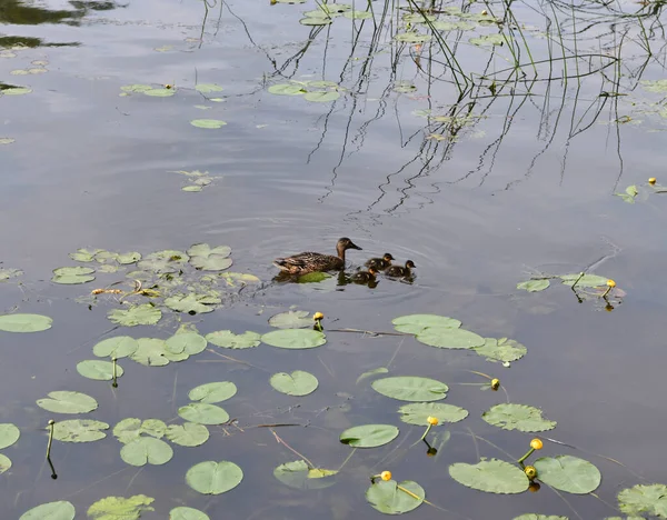 Patos Com Pequenos Patinhos Rio — Fotografia de Stock