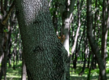 Kırmızı sincap ağaç gövdesinde oturmuş fındık bekliyor.
