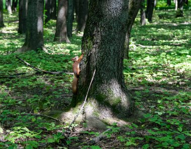 Kırmızı sincap ağaç gövdesinde oturmuş fındık bekliyor.