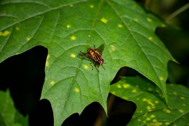 Kahverengi büyük gözlü, yeşil yapraklı kara sinek.