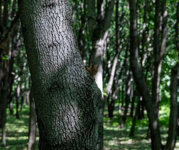 Scoiattolo Rosso Seduto Tronco Albero Attesa Noci — Foto Stock