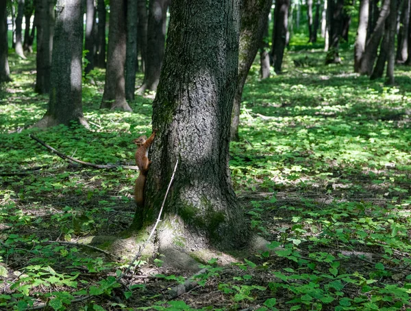 Červená Veverka Sedí Kmeni Stromu Čeká Ořechy — Stock fotografie