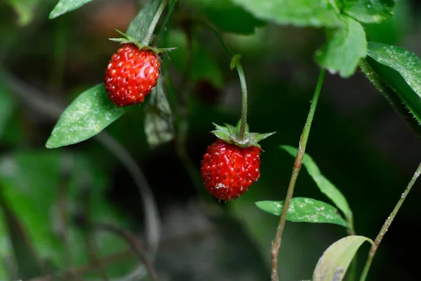 Wild Forest Strawberry Green Grass Lawn — Stock Photo, Image