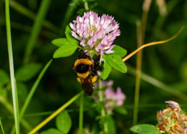 Siyah çizgili yaban arısı mor bir çiçeğe oturur ve nektar içer.