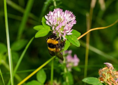 Siyah çizgili yaban arısı mor bir çiçeğe oturur ve nektar içer.