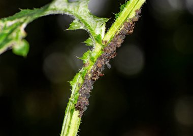 Kahverengi çiftçi karıncalar yaprak bitlerine hizmet ederler.