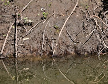 Yeşil kurbağalar güneşin tadını çıkarırlar.