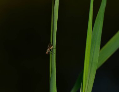 Koyu renkli bir sinek yeşil bir gövdeye tünemiş.