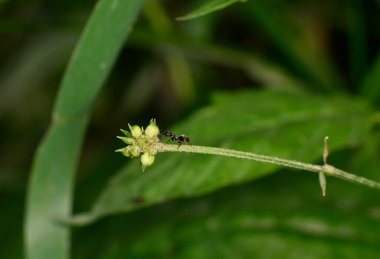 Kahverengi çiftçi karıncalar yaprak bitlerine hizmet ederler.