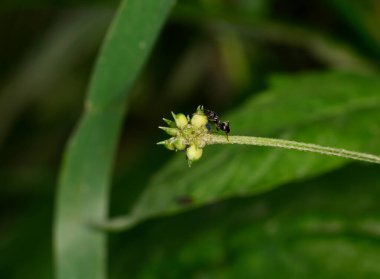 Kahverengi çiftçi karıncalar yaprak bitlerine hizmet ederler.