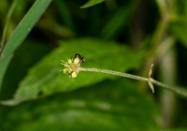Kahverengi çiftçi karıncalar yaprak bitlerine hizmet ederler.