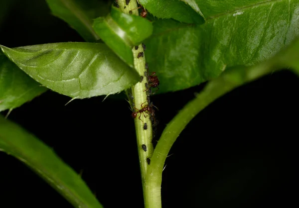 Hormigas Granjeras Marrones Sirven Áfidos Campo Como Rebaño Tallos Verdes —  Fotos de Stock
