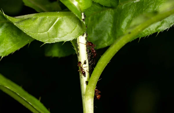 Formigas Agricultoras Marrons Servem Pulgões Como Seu Rebanho Caules Verdes — Fotografia de Stock