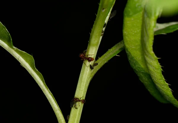 Hormigas Granjeras Marrones Sirven Áfidos Campo Como Rebaño Tallos Verdes —  Fotos de Stock