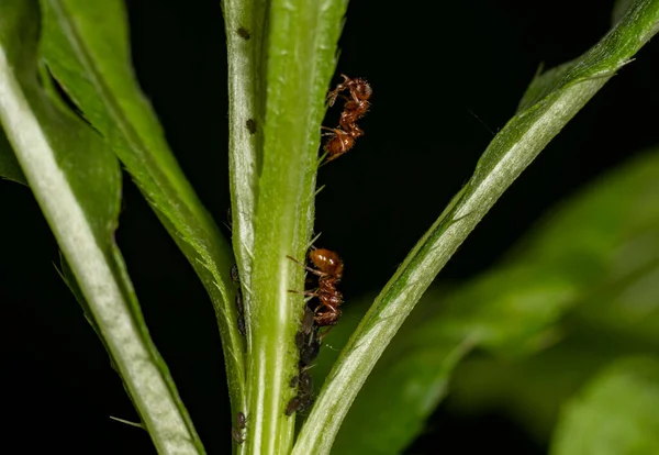 Bruine Boermieren Dienen Veldbladluizen Als Kudde Groene Stengels Tegen Een — Stockfoto