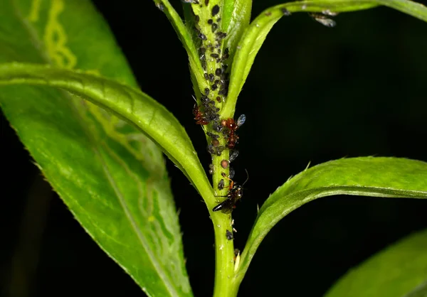 Bruine Boermieren Dienen Veldbladluizen Als Kudde Groene Stengels Tegen Een — Stockfoto