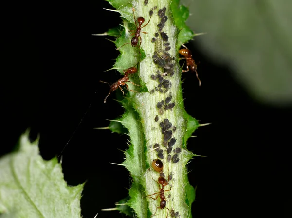 褐色の農家のアリは黒い背景を持つ緑の茎の群れとしてフィールドフィードフィードを提供しています — ストック写真