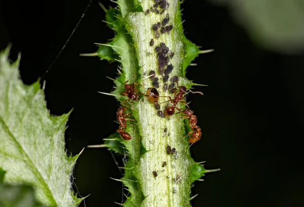 Bruine Boermieren Dienen Veldbladluizen Als Kudde Groene Stengels Tegen Een — Stockfoto