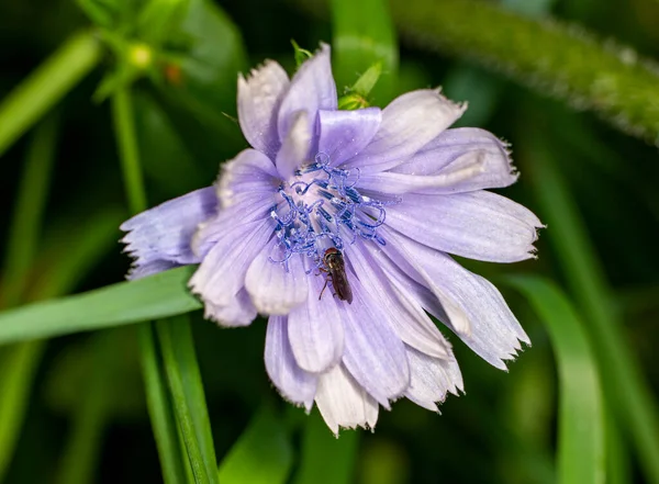 줄무늬 파리가 아름다운 자주색 — 스톡 사진