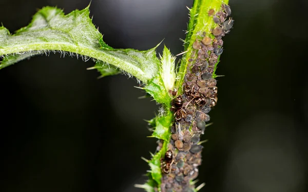 Hnědý Farmář Mravenci Sloužit Pole Mšice Jako Jejich Stádo Zelené — Stock fotografie