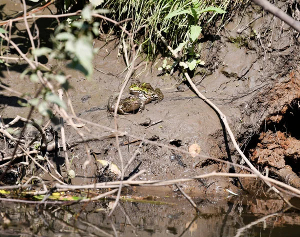 green frogs bask in the sun by the water