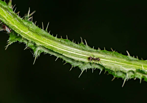 Hormigas Granjeras Marrones Sirven Áfidos Campo Como Rebaño Tallos Verdes —  Fotos de Stock