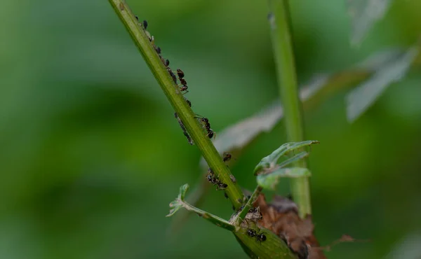 Hormigas Granjeras Marrones Sirven Áfidos Campo Como Rebaño Tallos Verdes —  Fotos de Stock